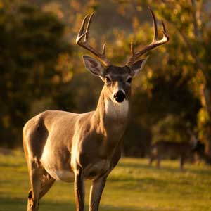 Footer Gallery Image