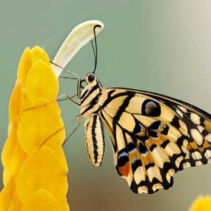 Footer Gallery Image